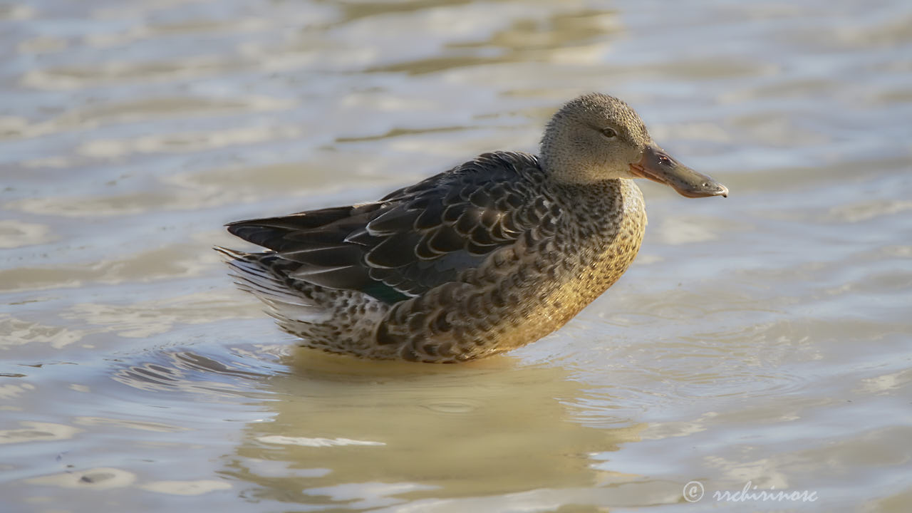 Northern shoveler