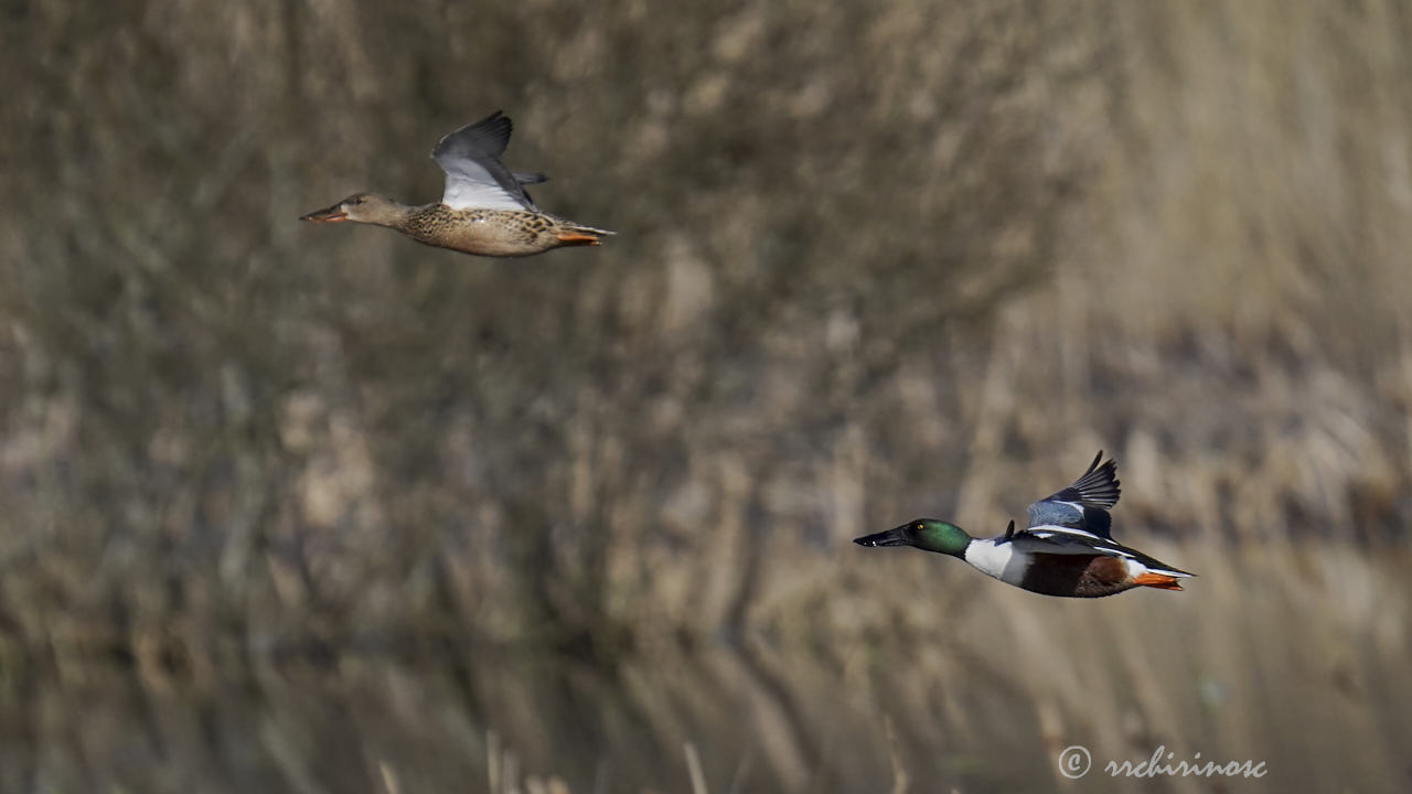 Northern shoveler