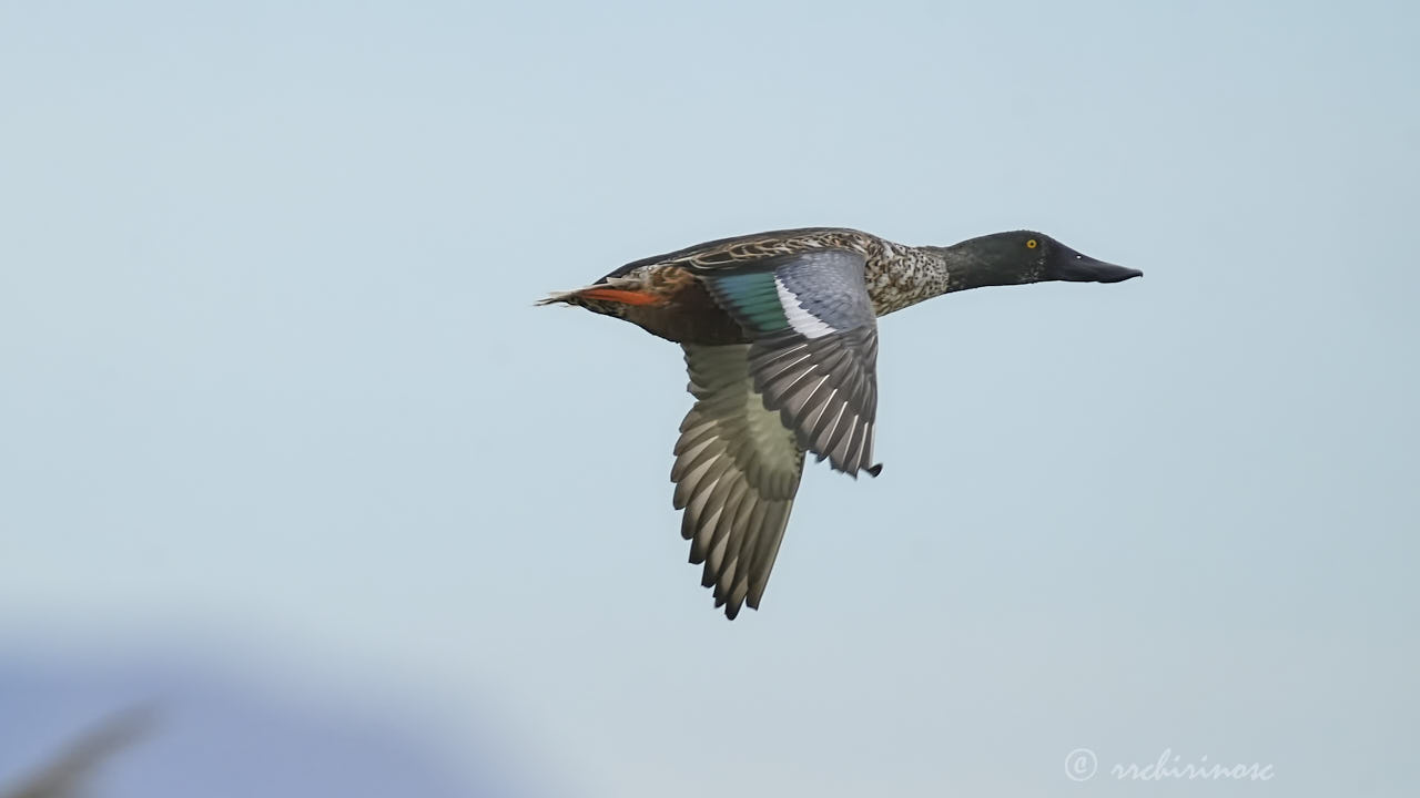 Northern shoveler