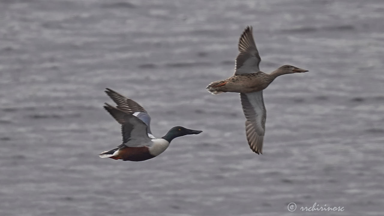 Northern shoveler