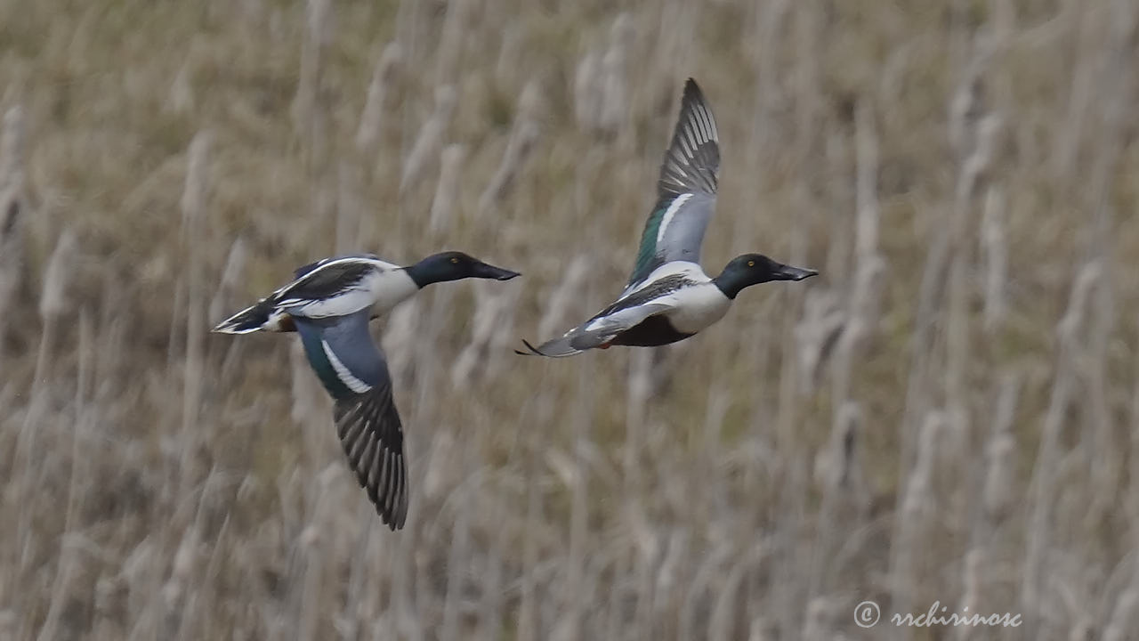 Northern shoveler