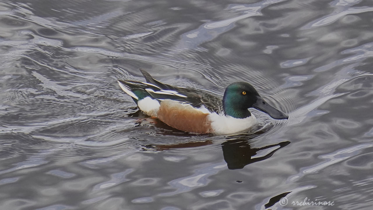 Northern shoveler