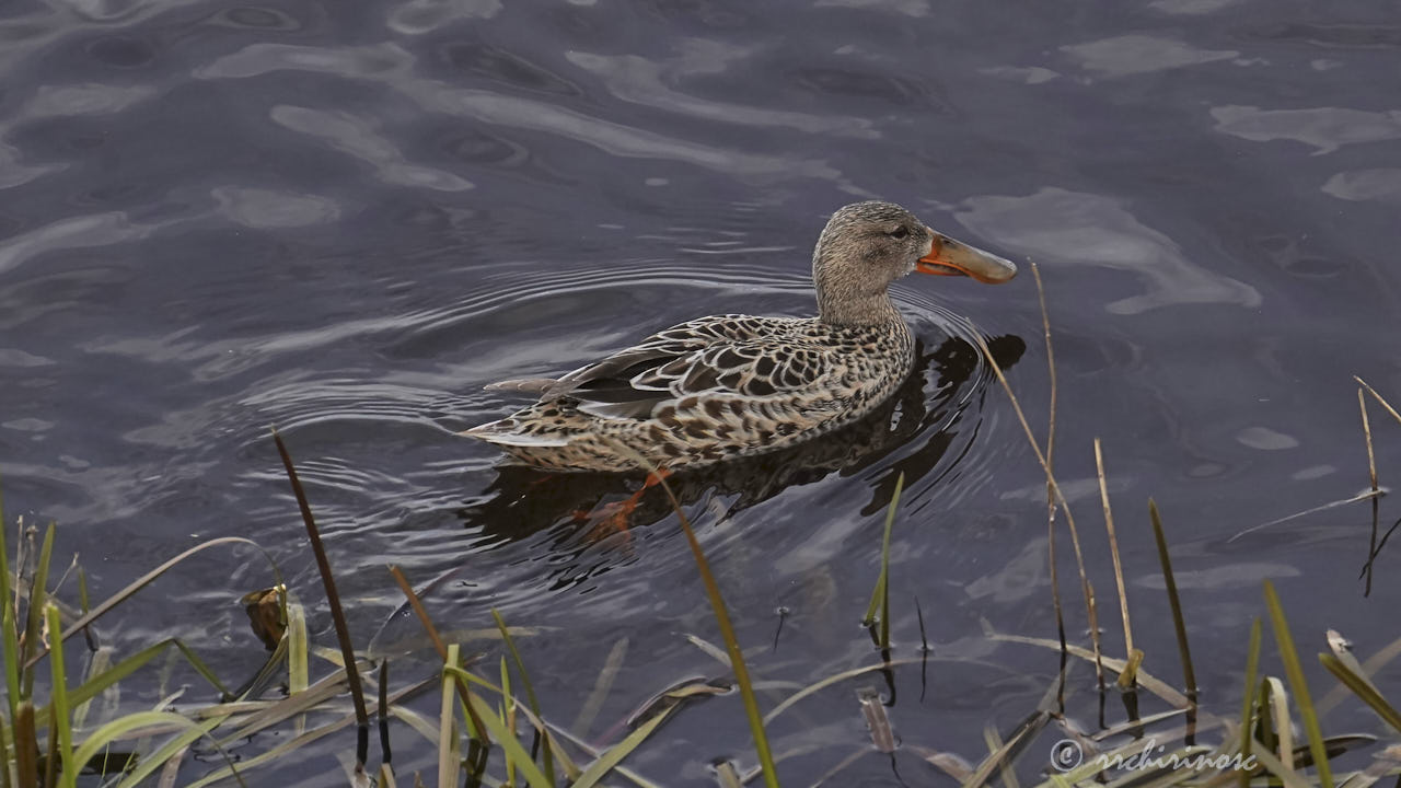 Northern shoveler