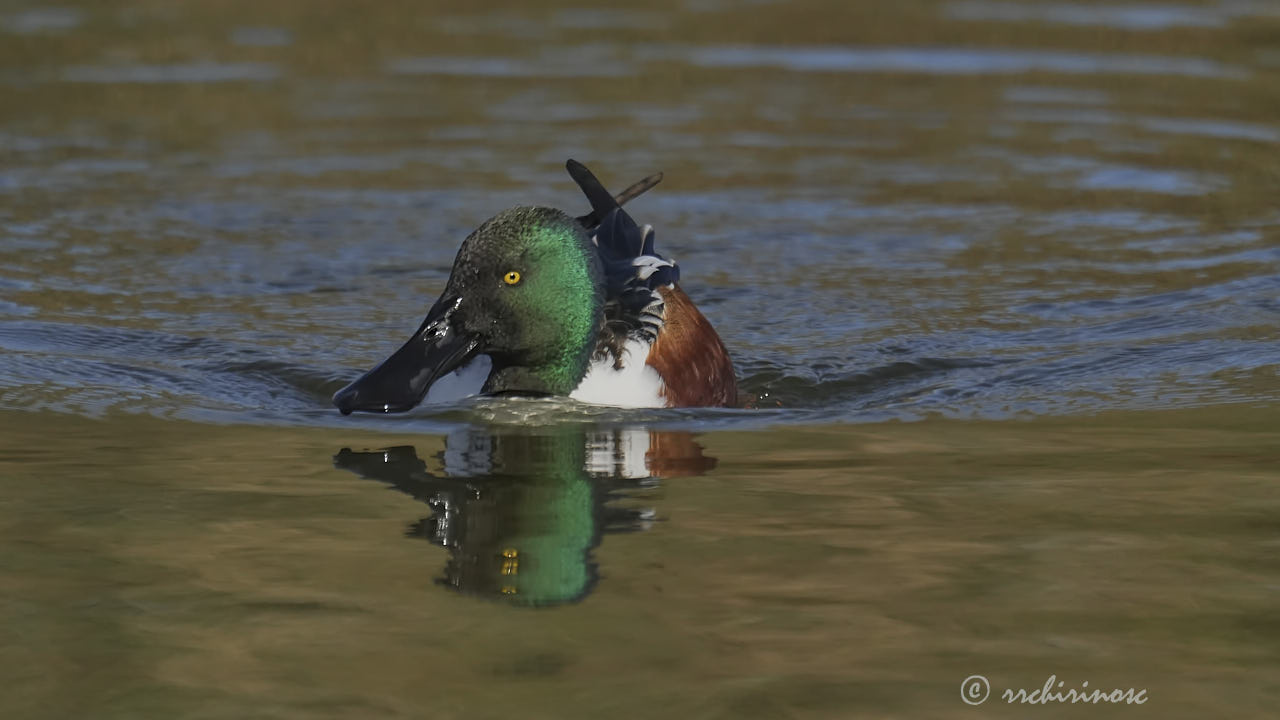 Northern shoveler