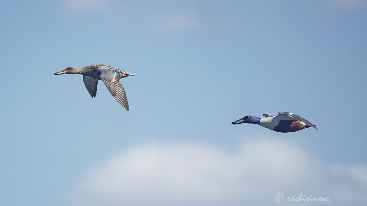 Northern shoveler