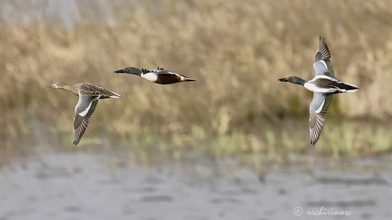 Northern shoveler