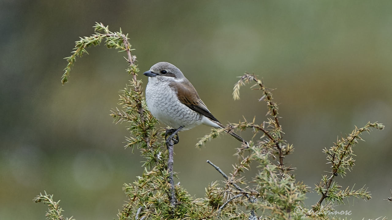 Red-backed shrike