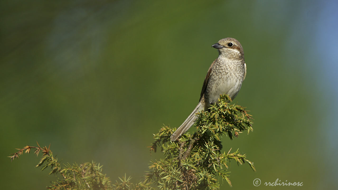 Red-backed shrike