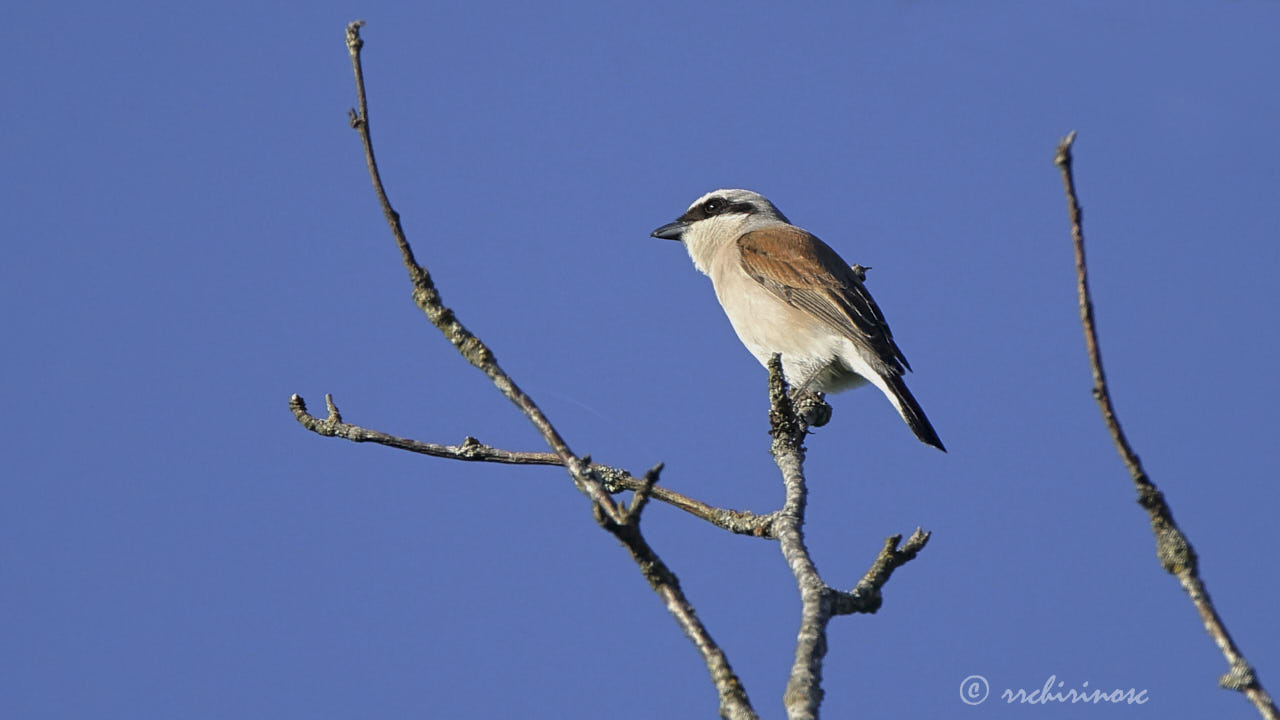 Red-backed shrike