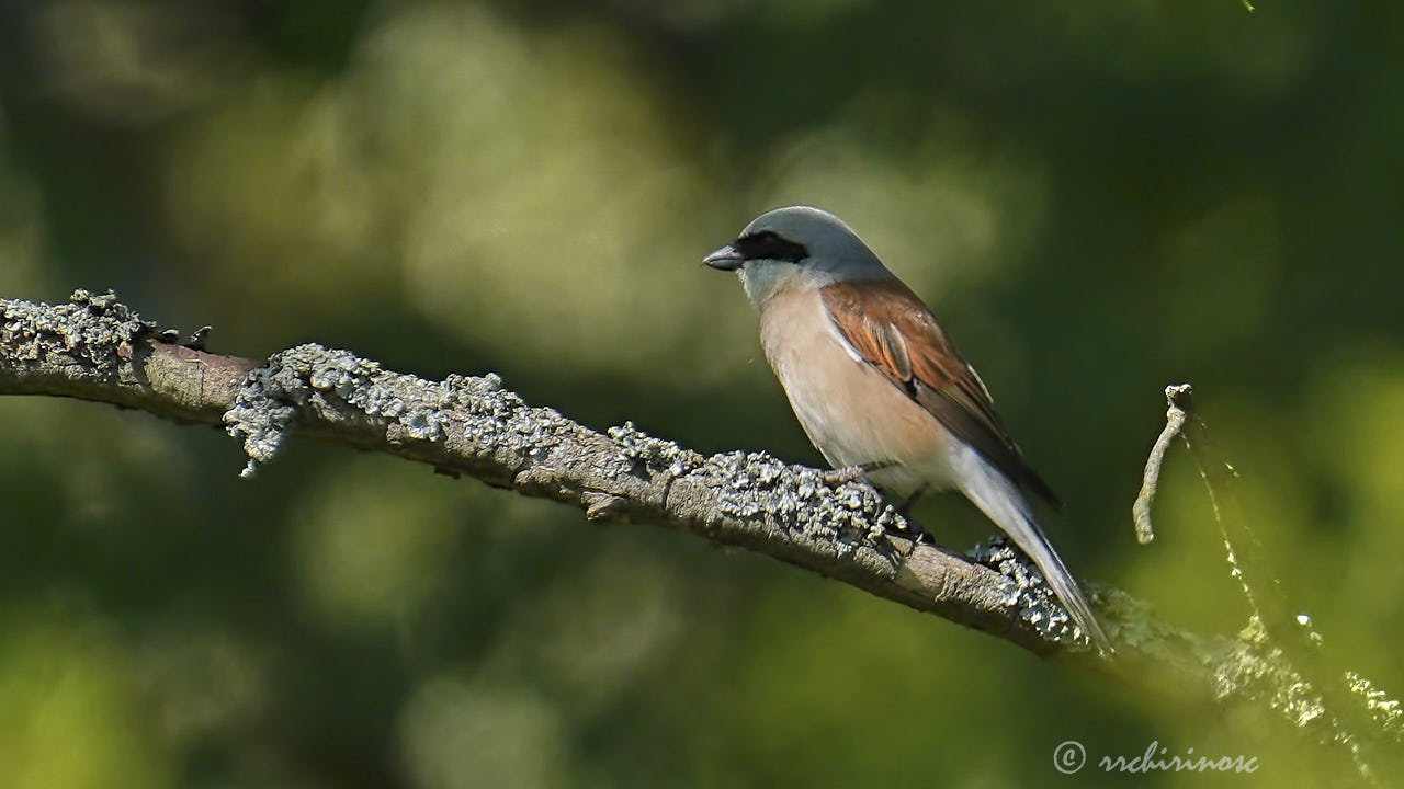 Red-backed shrike