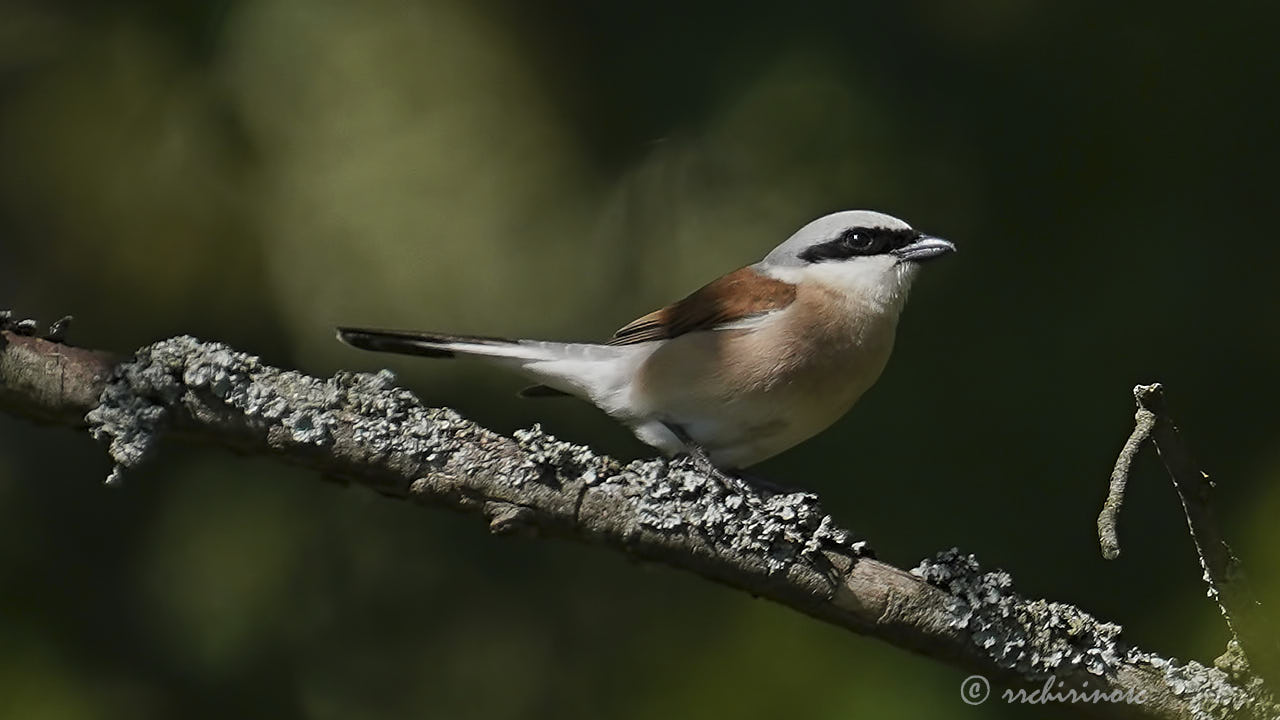 Red-backed shrike