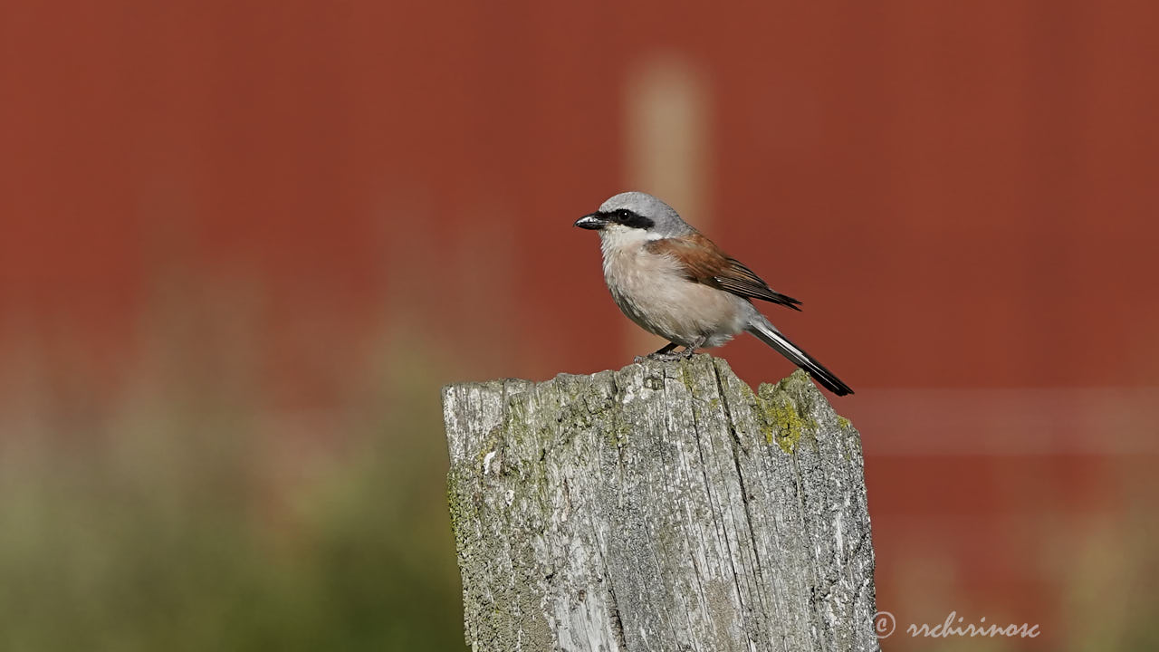 Red-backed shrike