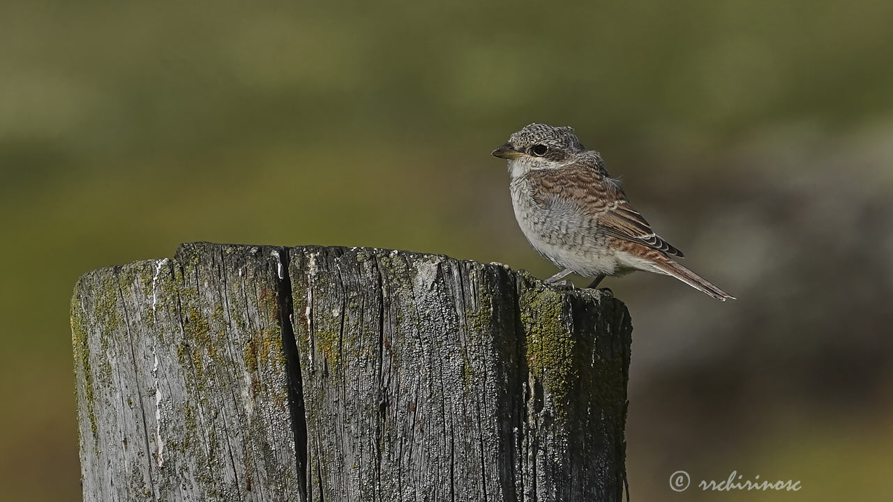 Red-backed shrike