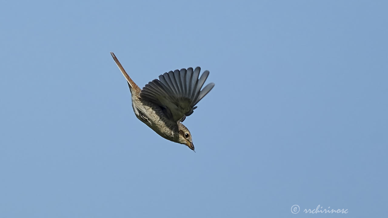 Red-backed shrike