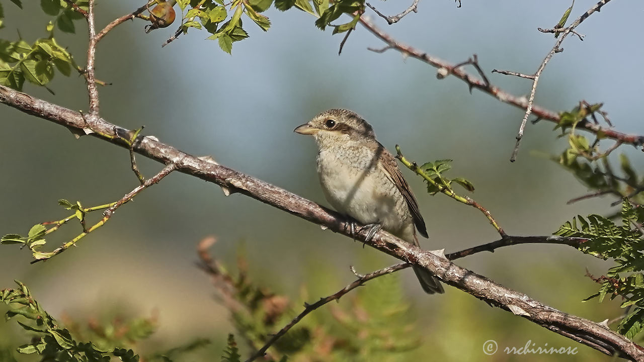 Red-backed shrike