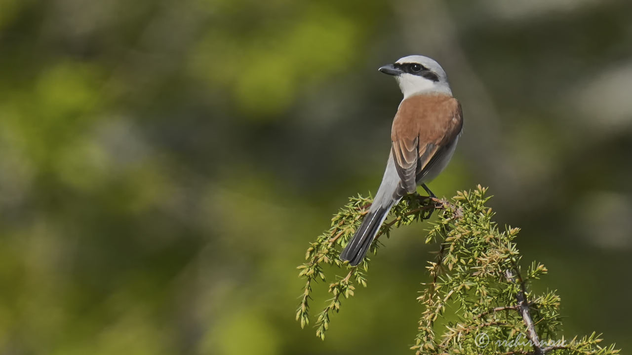 Red-backed shrike