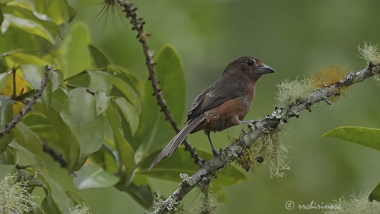 Silver-beaked tanager