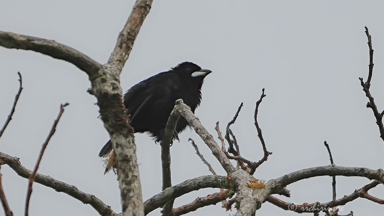 Silver-beaked tanager