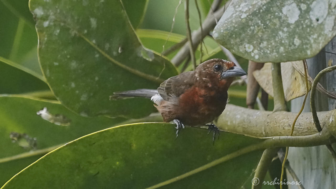 Silver-beaked tanager