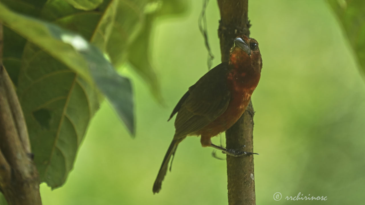 Silver-beaked tanager