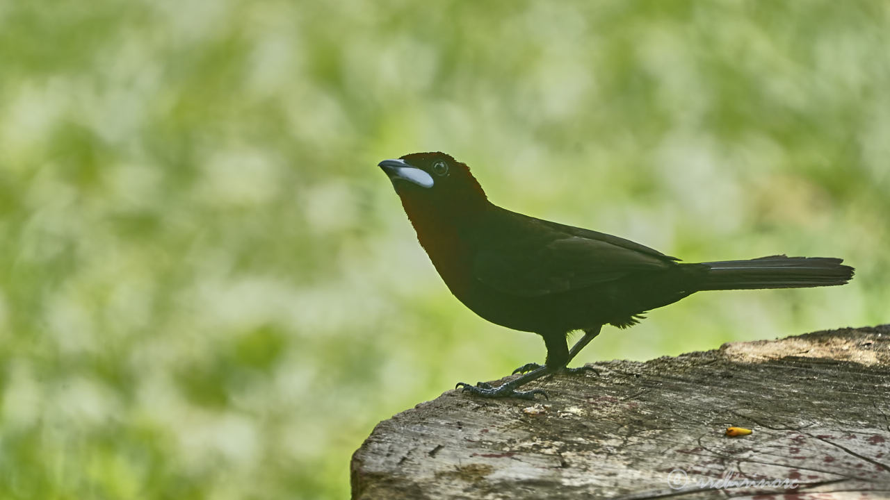 Silver-beaked tanager