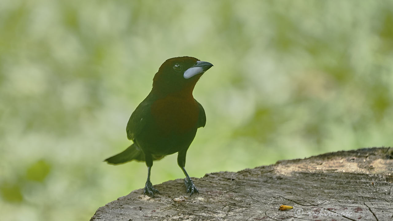 Silver-beaked tanager