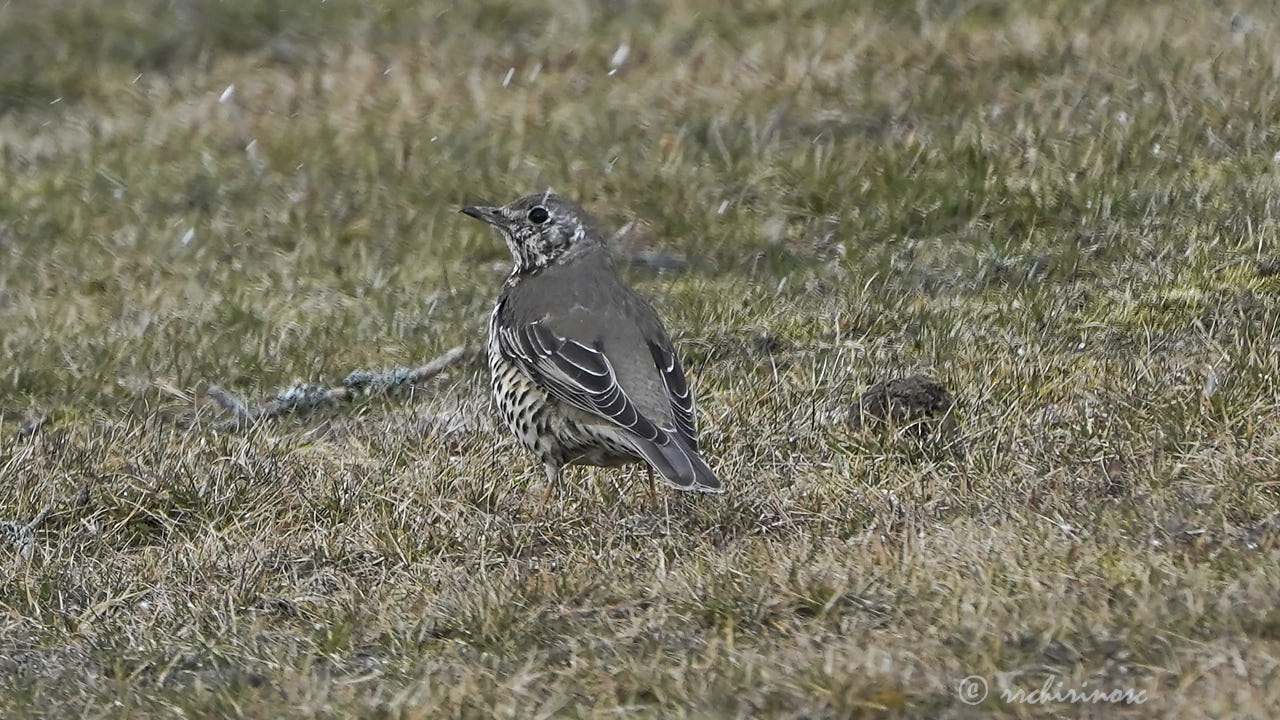 Song thrush