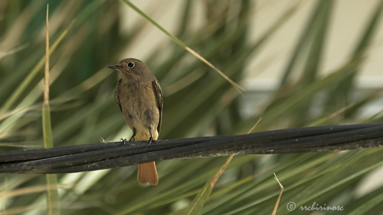 Black redstart