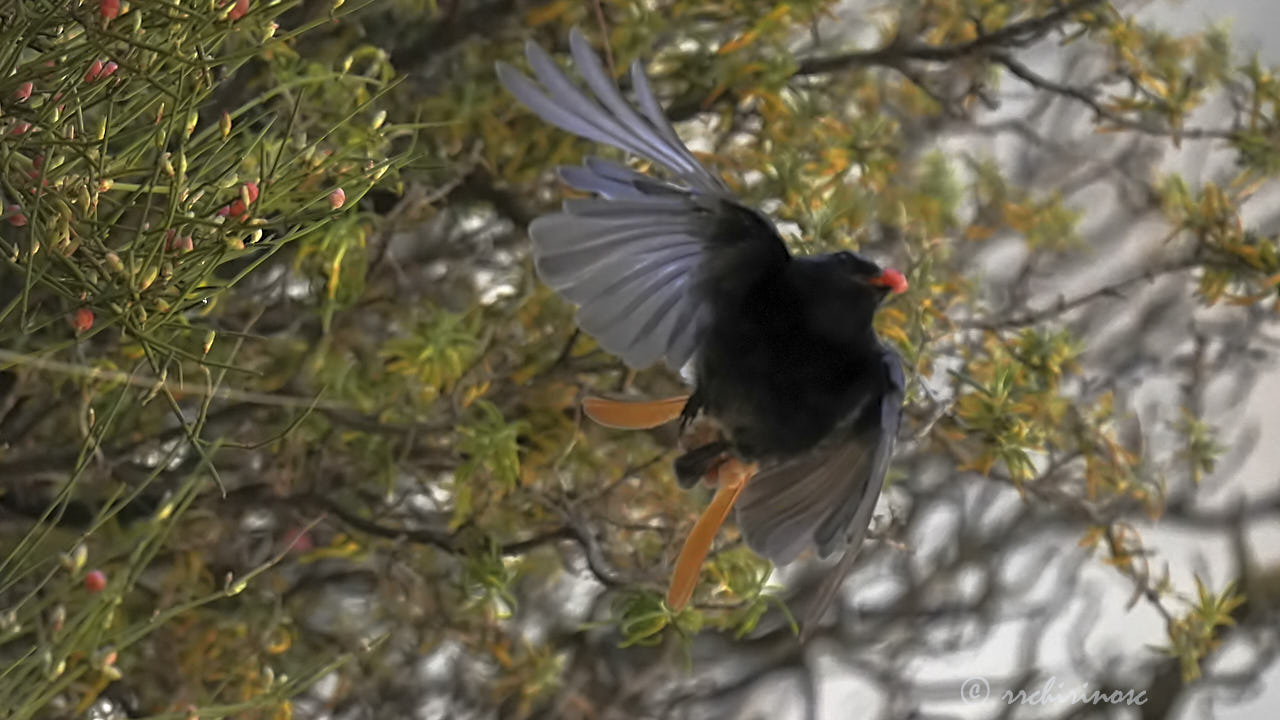 Black redstart