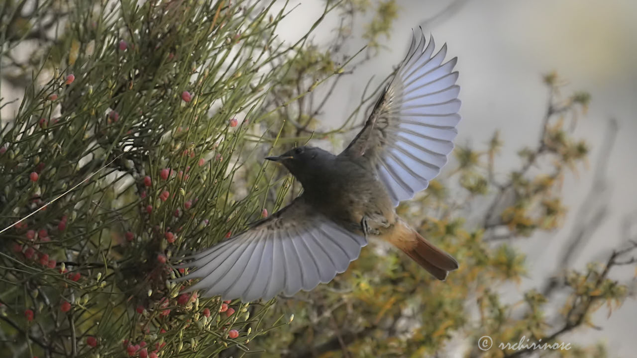 Black redstart