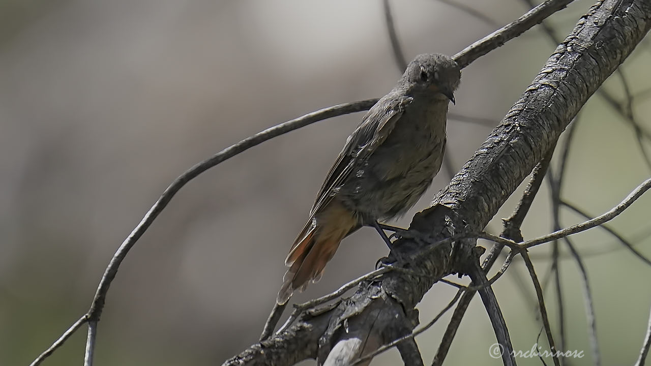 Black redstart