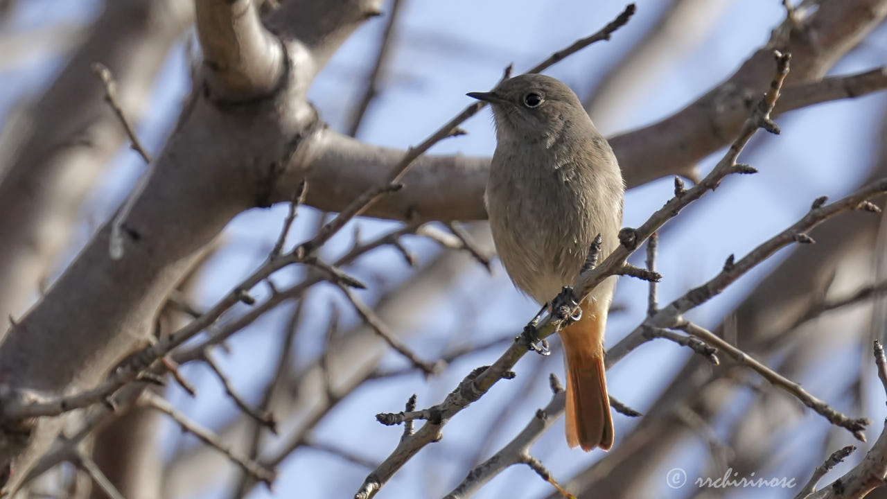 Black redstart