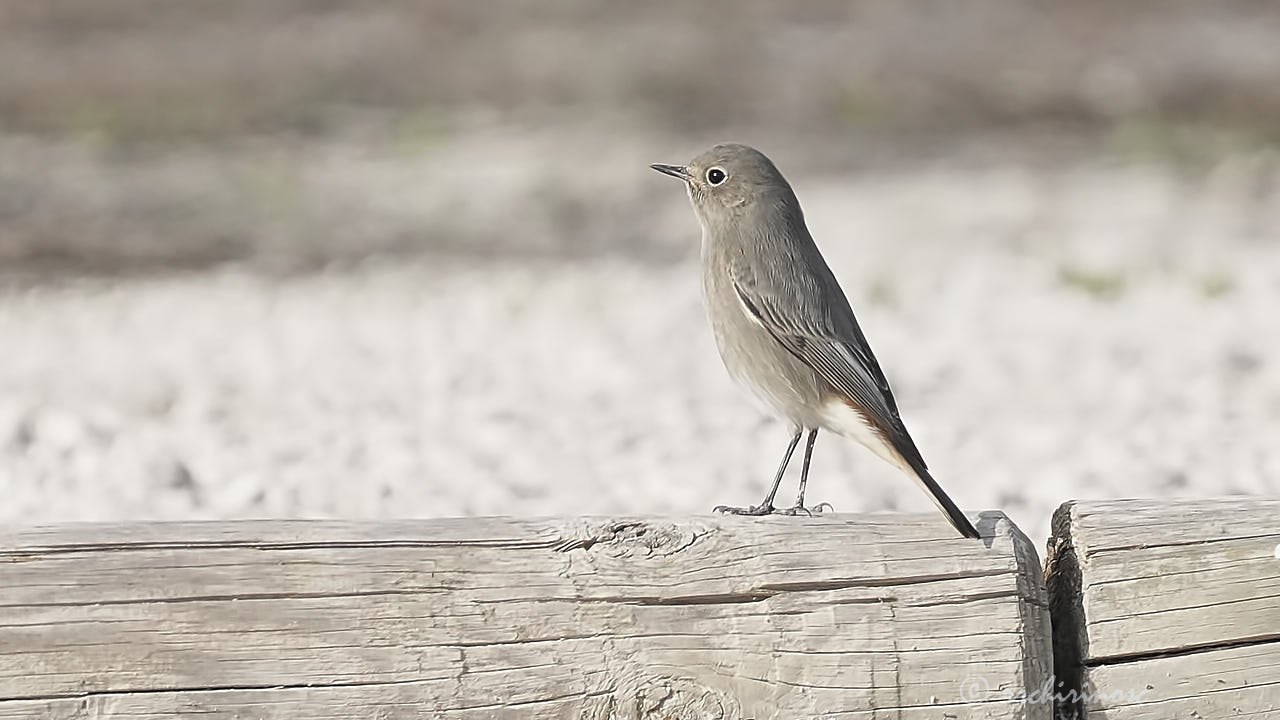 Black redstart