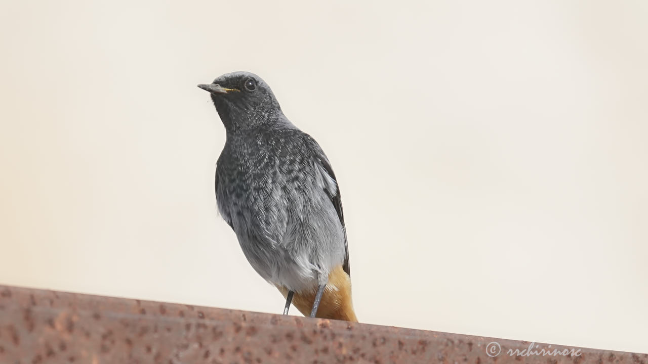 Black redstart