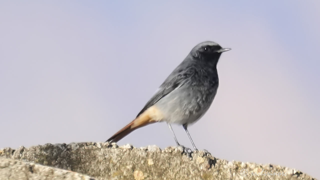 Black redstart