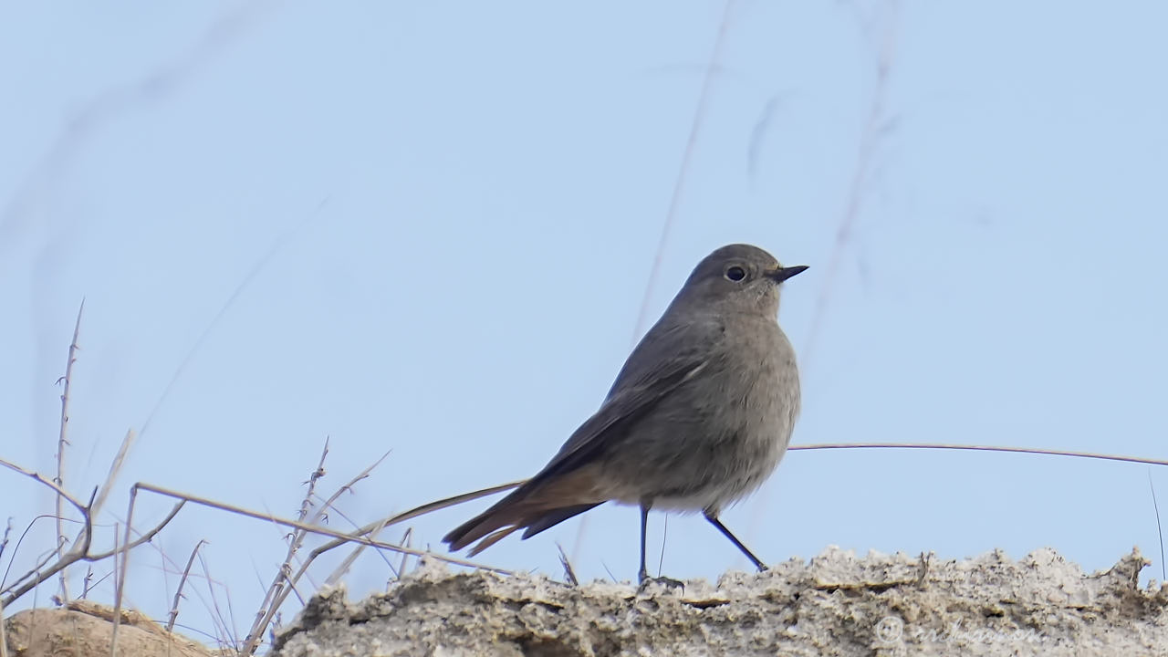 Black redstart