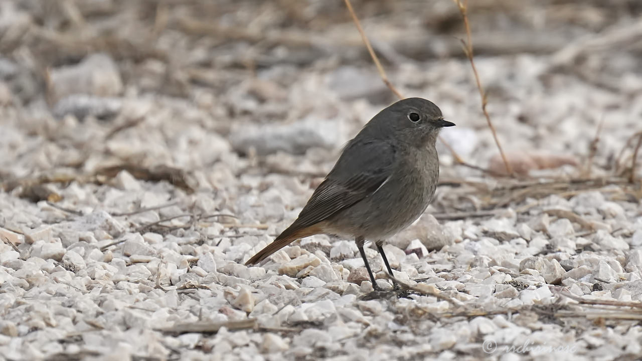 Black redstart