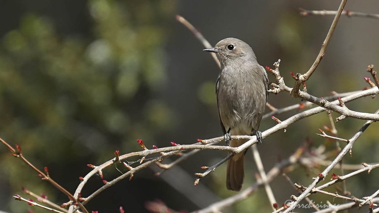 Black redstart