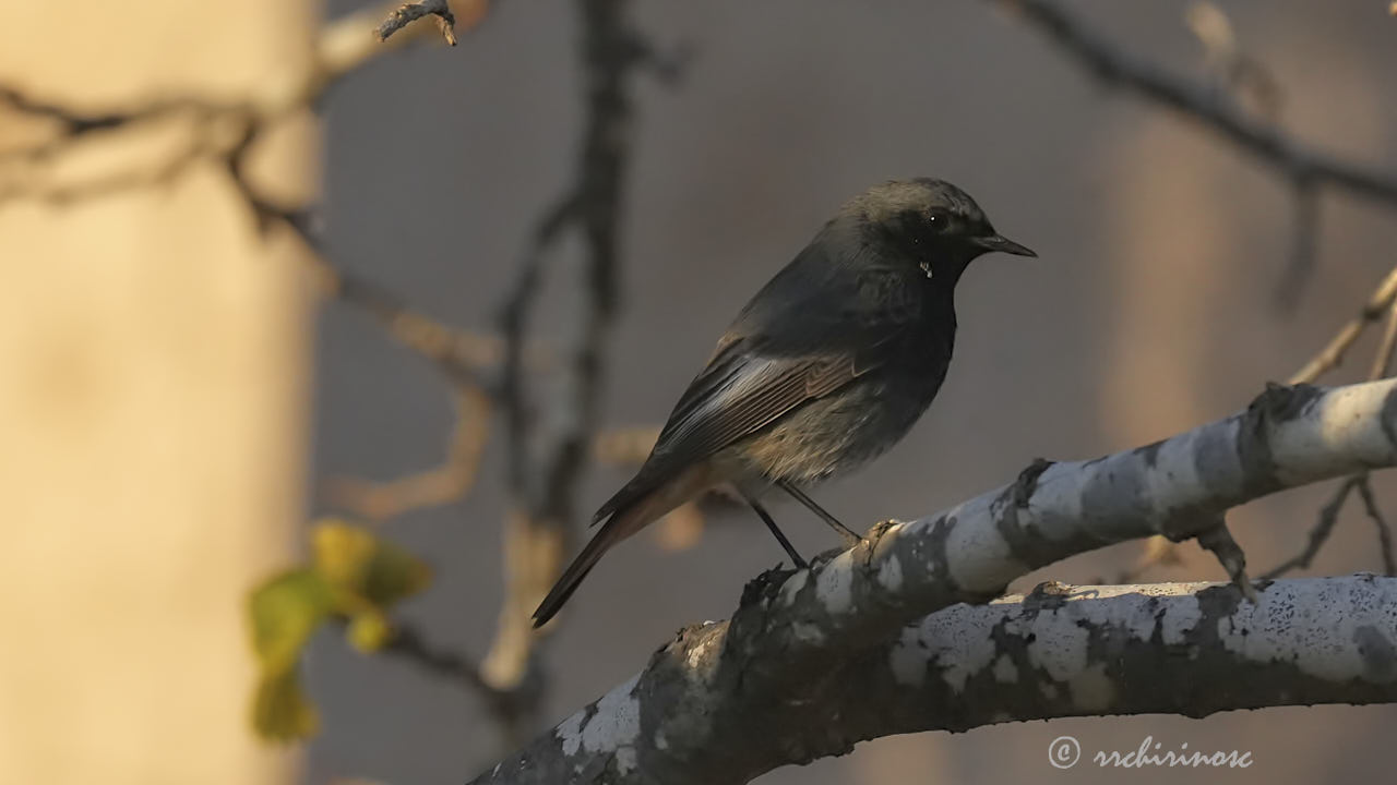 Black redstart