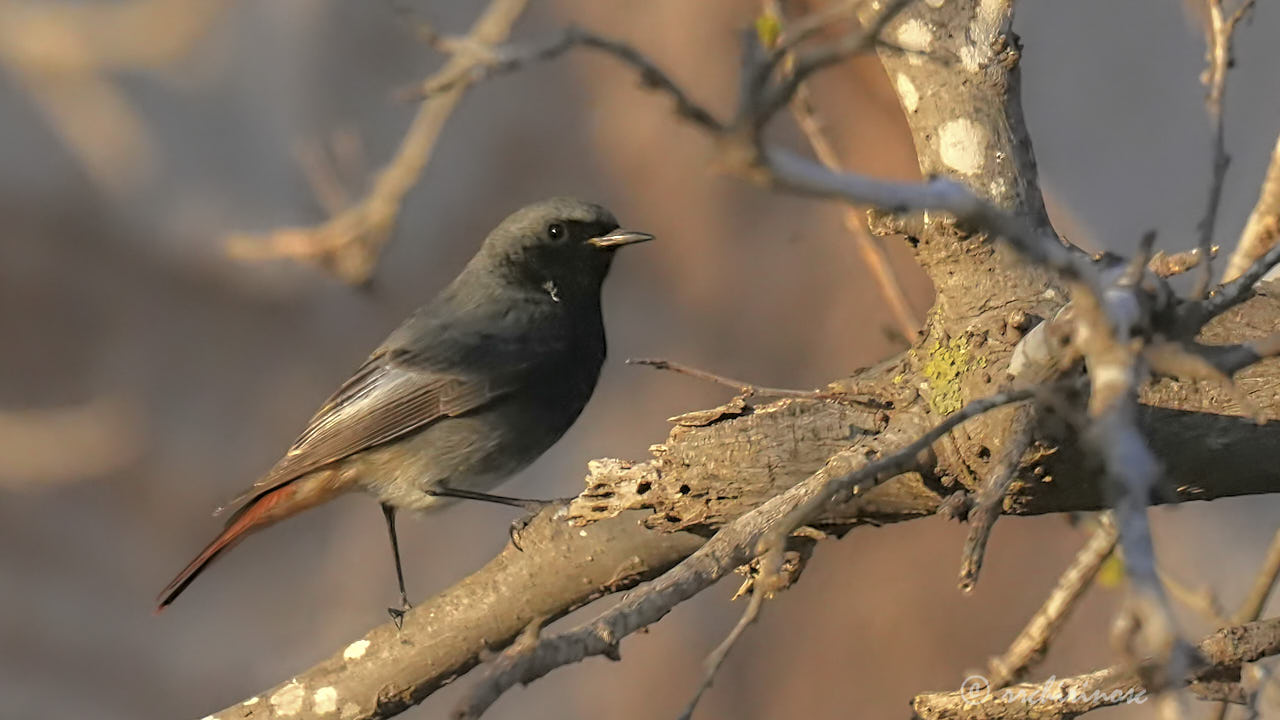 Black redstart