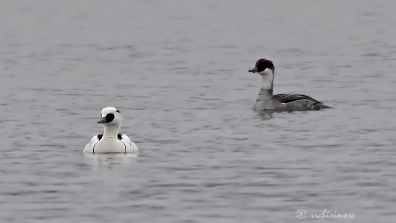 Smew