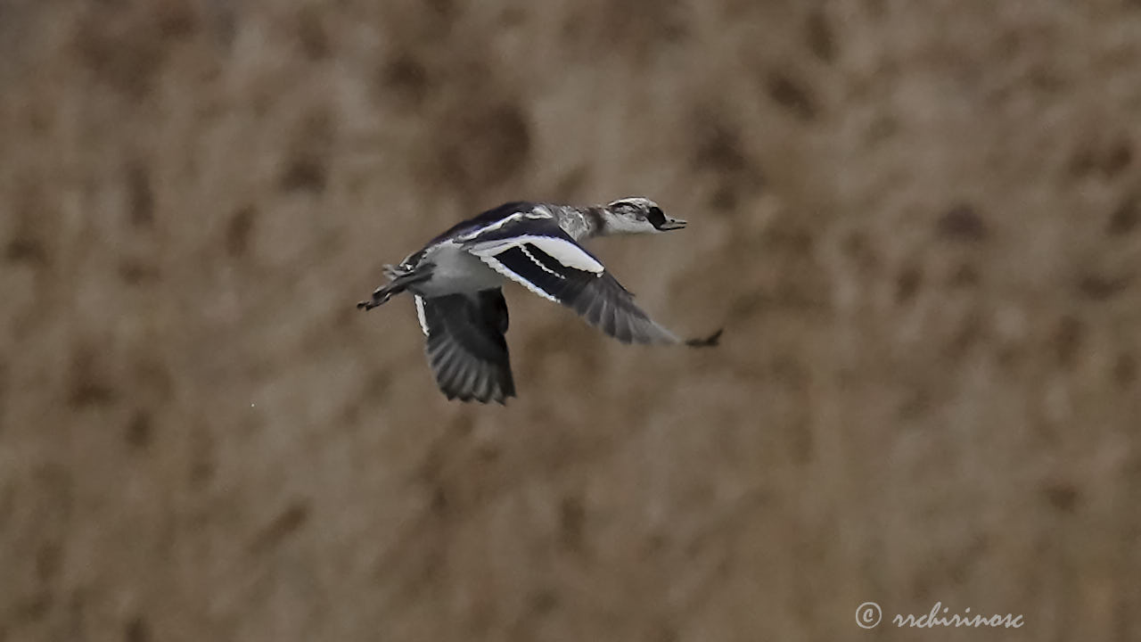 Smew