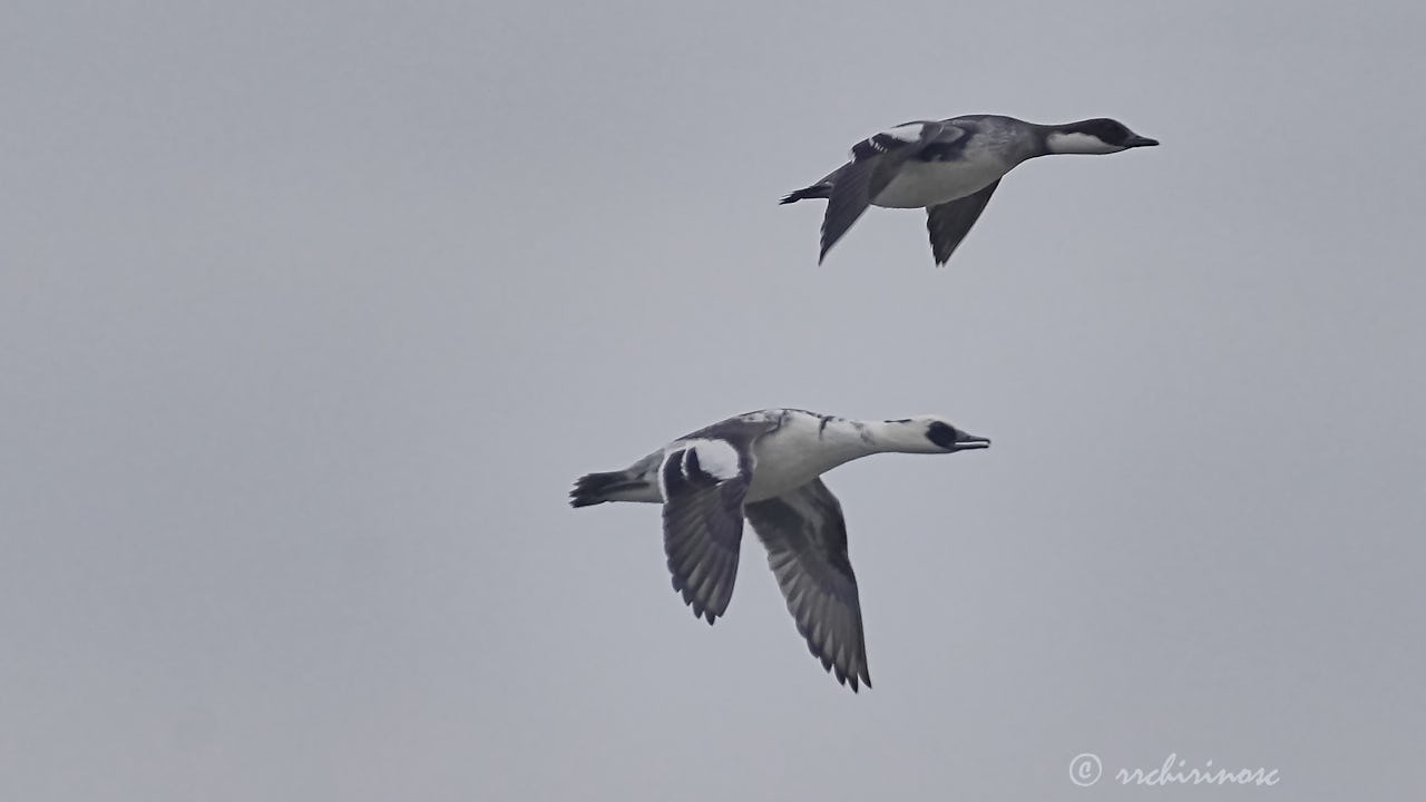 Smew