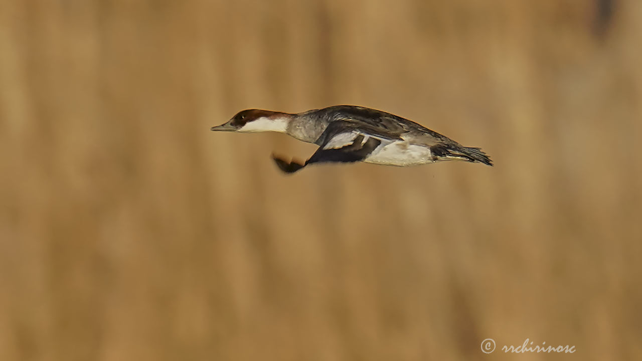 Smew