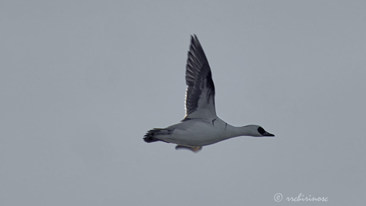 Smew