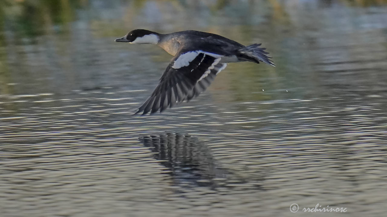 Smew