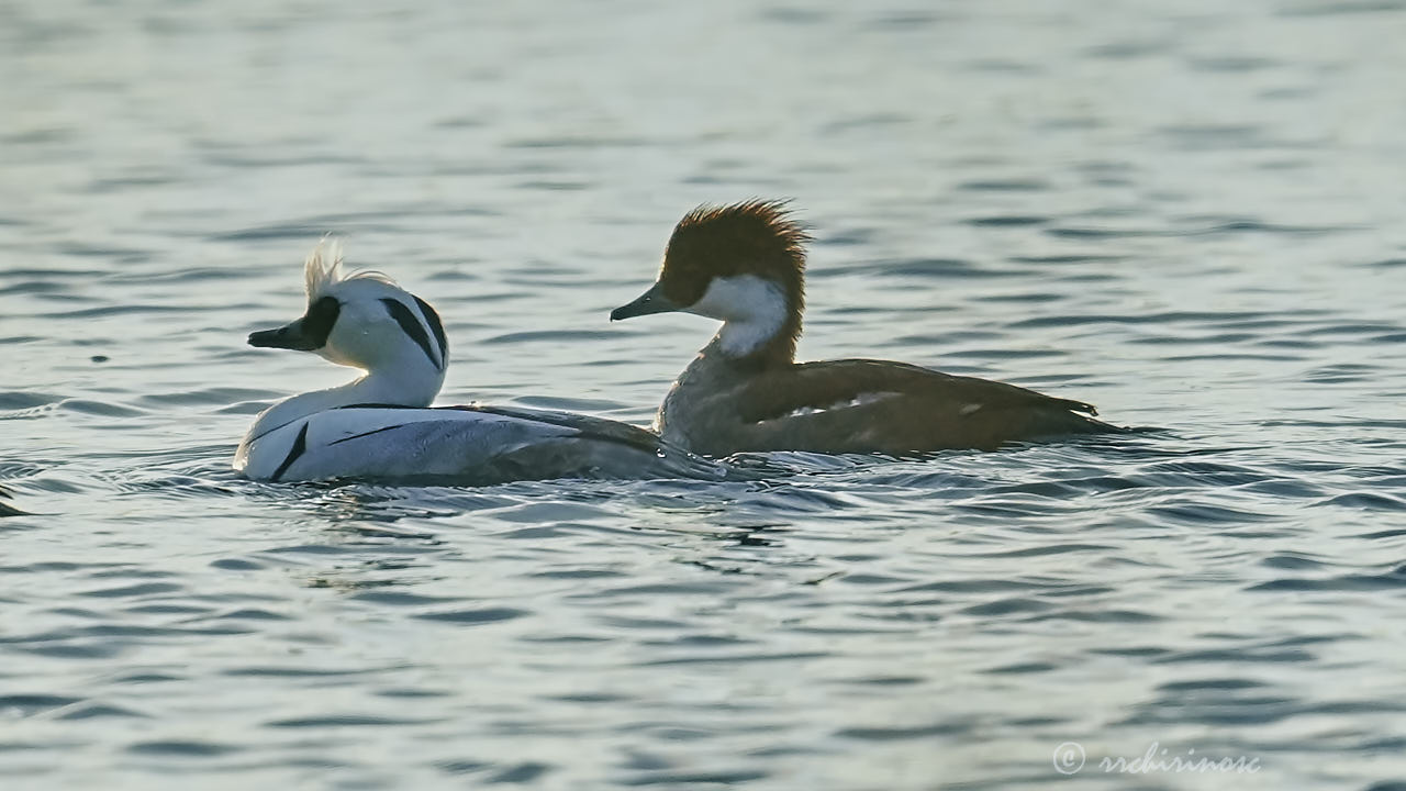 Smew