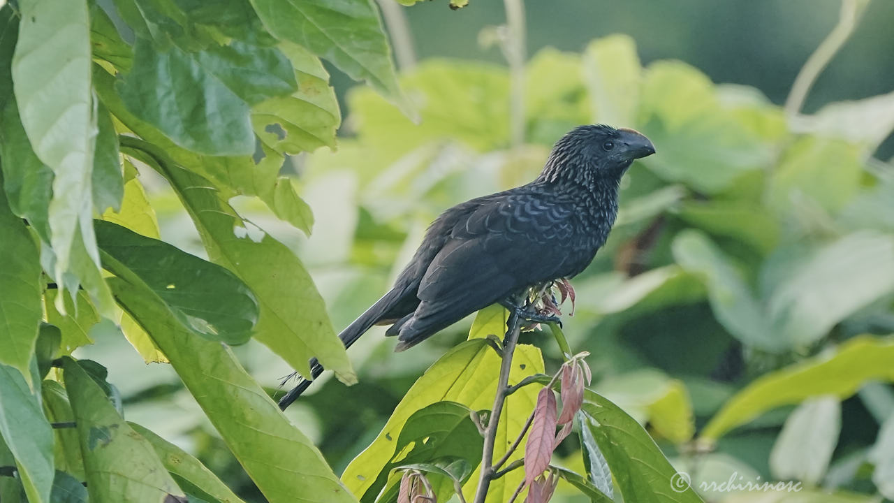 Smooth-billed ani