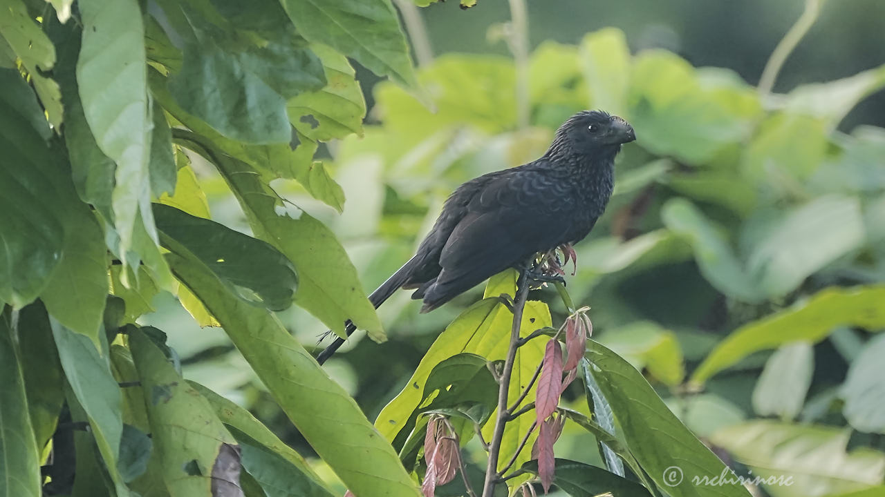 Smooth-billed ani