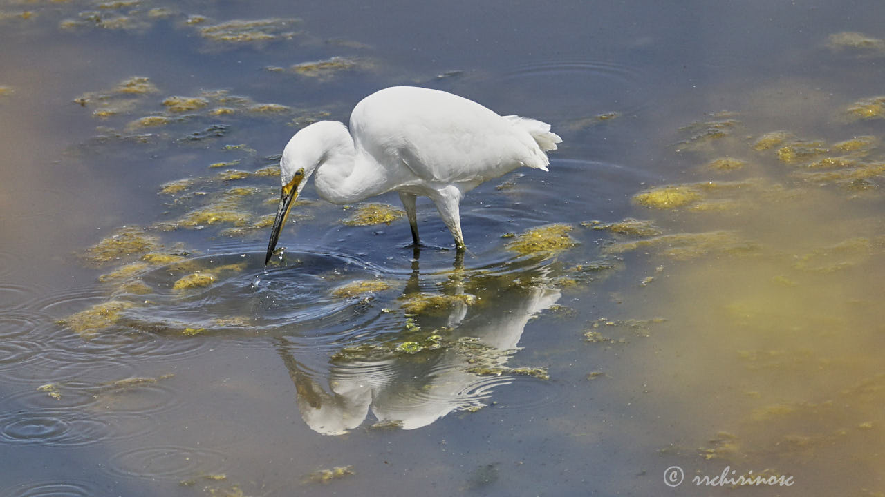 Snowy egret